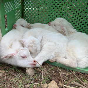 メリーの子供達